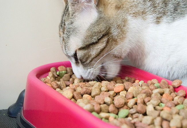 1595555011766283.jpg 寵物食品進口報關行