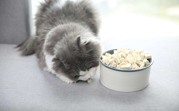 凍干寵物食品進口報關(guān) 凍干寵物食品進口報關(guān)的流程是怎樣的?